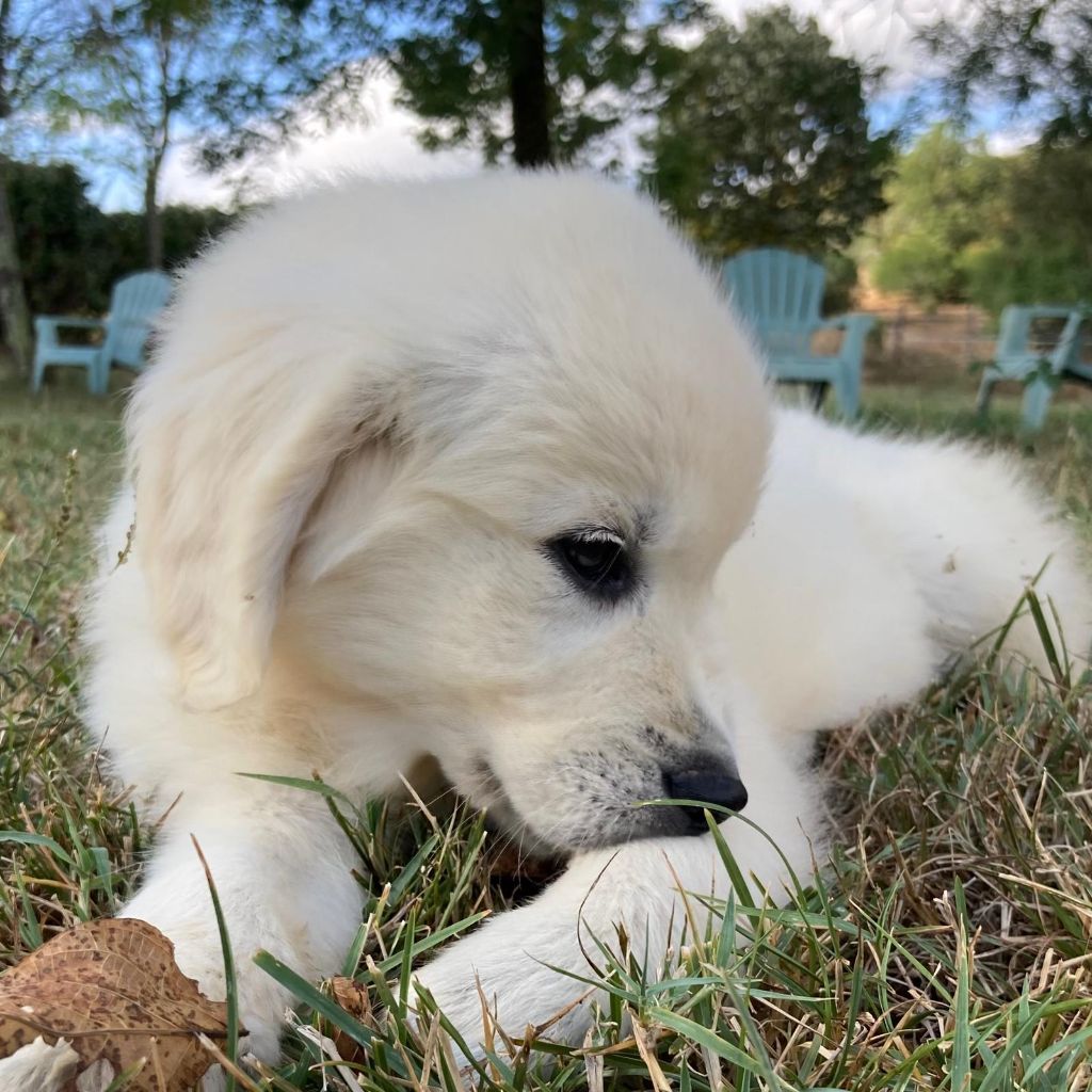 Viks Des Puppys Goldens Love