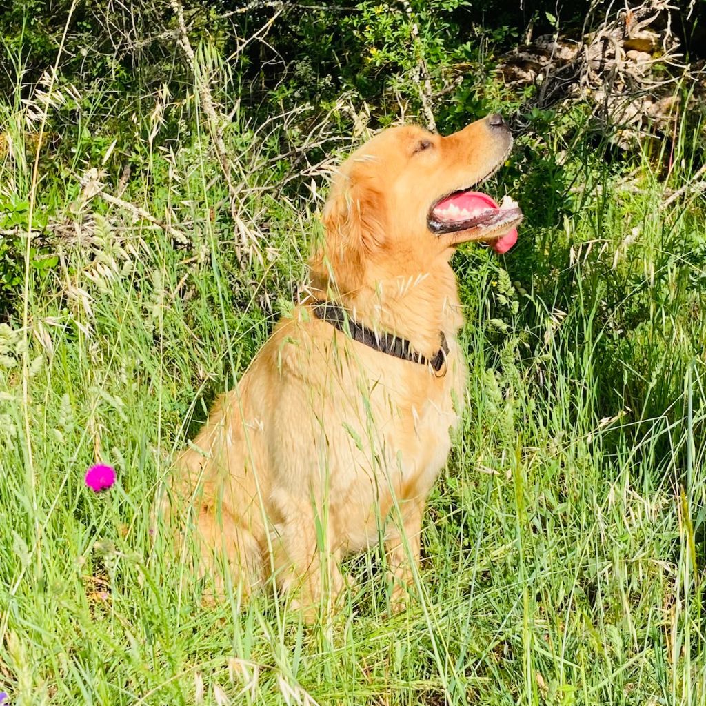 Rosa lily Des Puppys Goldens Love