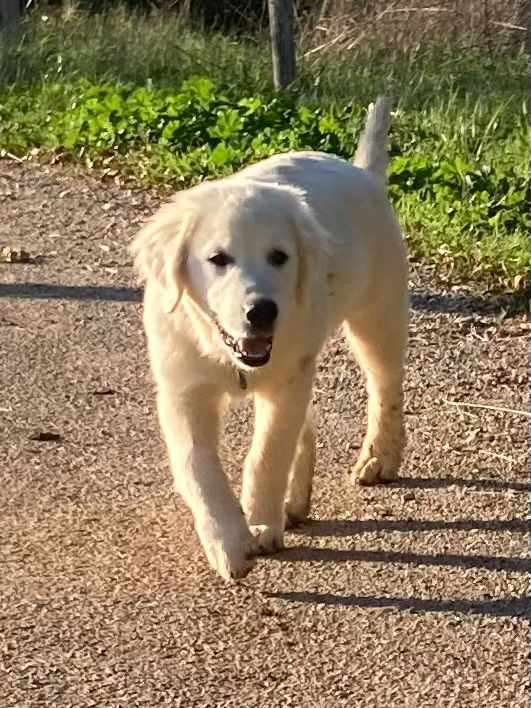 Viks Des Puppys Goldens Love