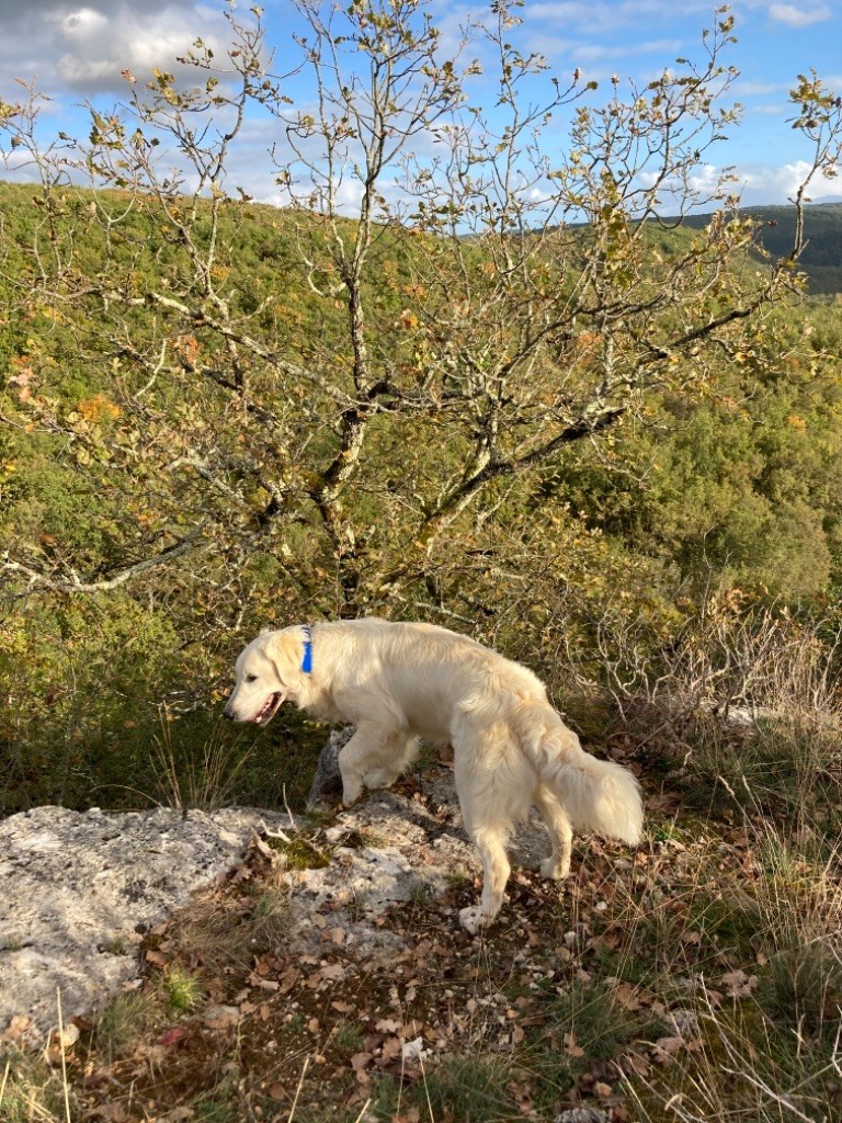 Raphia De La Lagune De Montdesir