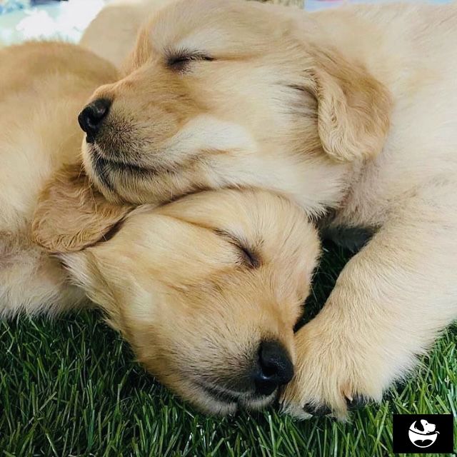 chiot Golden Retriever Of Happy Golden Valley