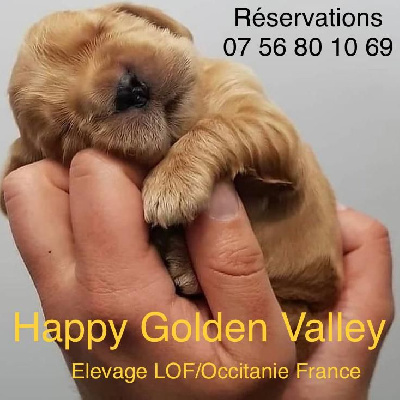 Of Happy Golden Valley - Golden Retriever - Portée née le 28/05/2022