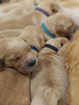 Of Happy Golden Valley - Golden Retriever - Portée née le 05/11/2024