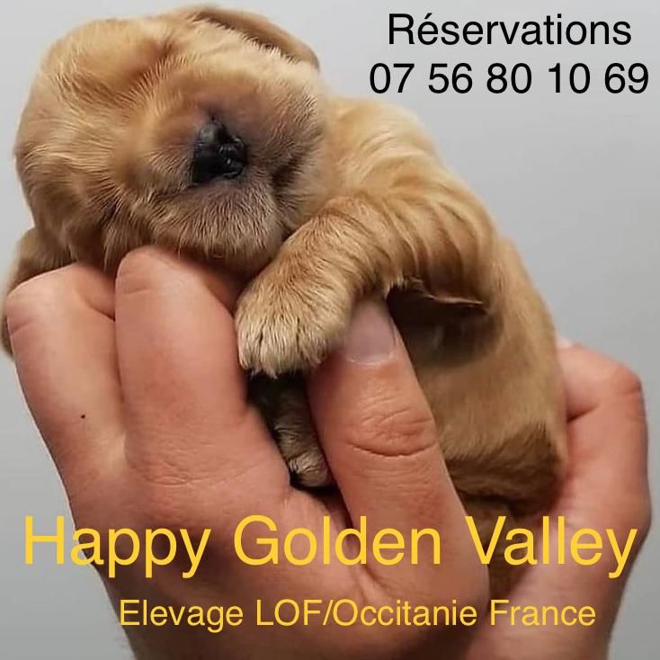 chiot Golden Retriever Of Happy Golden Valley