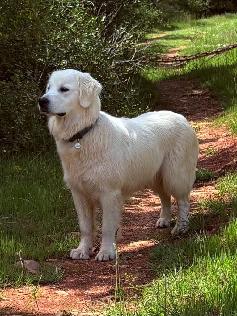 Viks Des Puppys Goldens Love