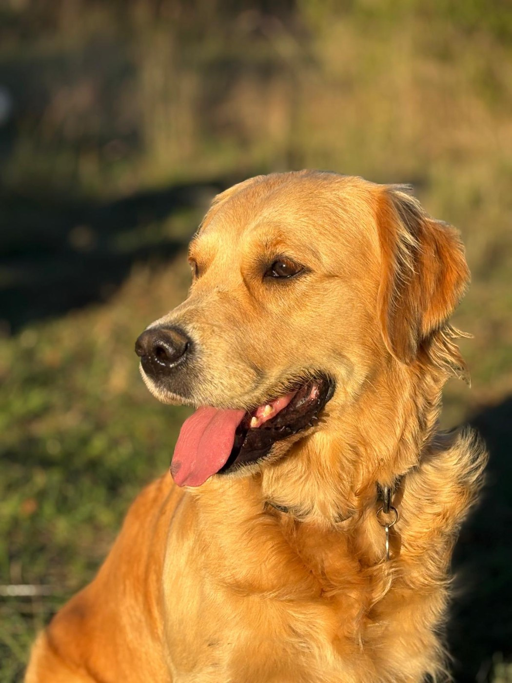 Tchaï massala Of Happy Golden Valley