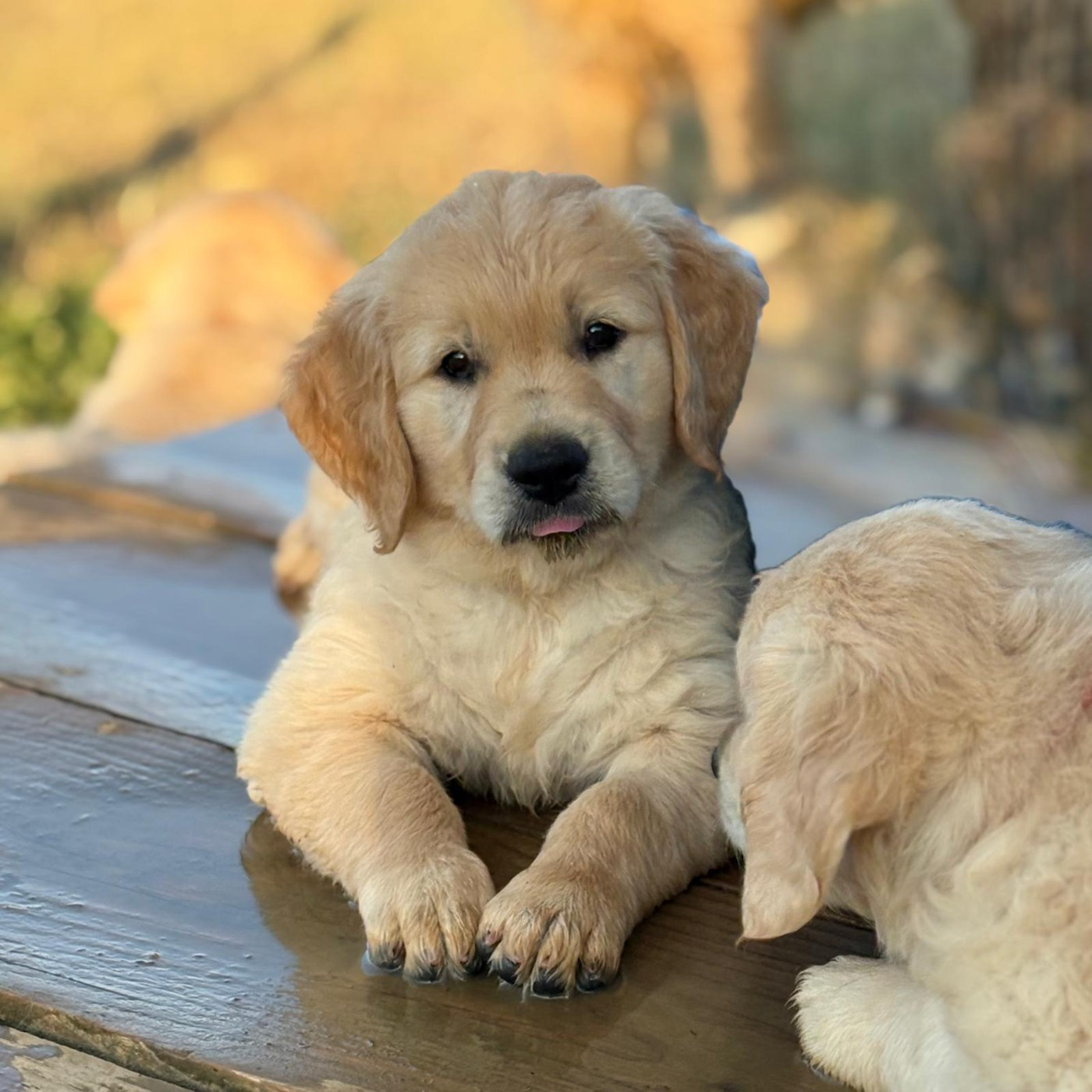 Bestie Forever (Bess) Of Happy Golden Valley